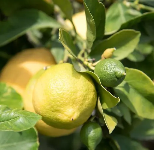 Oleandro Lägenhetshotell